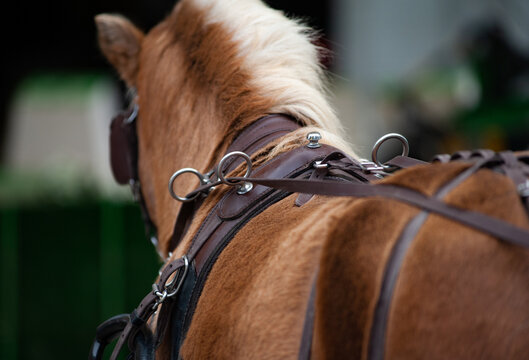 Palomino pony in amunition, closeup details