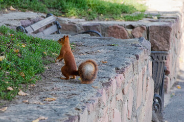 Squirrel exploring a stone wall in a park on a sunny afternoon