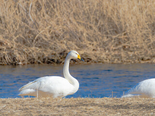 川辺に佇むハクチョウ