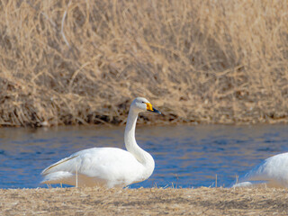 一羽のハクチョウ