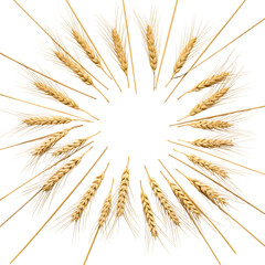 Obraz premium Flat lay golden wheat stalks on white background. Minimalist organic grain crop texture for natural, farm, harvest, and food design.Isolated on white or transparent background. PNG format.