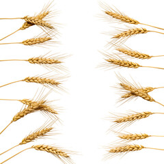 Flat lay golden wheat stalks on white background. Minimalist organic grain crop texture for natural, farm, harvest, and food design.Isolated on white or transparent background. PNG format.