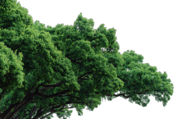Lush green tree canopy, close-up view
