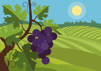 A bunch of purple grapes hangs from a grapevine with green leaves in a vineyard landscape, against the backdrop of sunny fields under a blue sky with sun.
