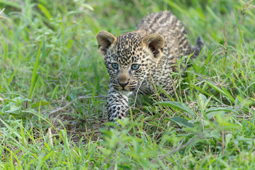 Leopard cub following mum. This very young Leopard cub was following his mother cautiously and...