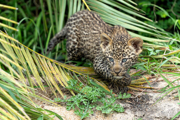 Leopard cub following mum. This very young Leopard cub was following his mother cautiously and...