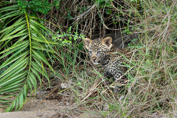 Leopard cub following mum. This very young Leopard cub was following his mother cautiously and...