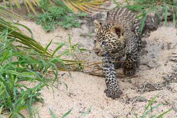 Leopard cub following mum. This very young Leopard cub was following his mother cautiously and...