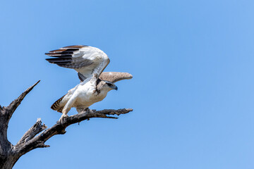 Martial eagle (Polemaetus bellicosus) juvenile looking for food en ready to fly away in Kruger...