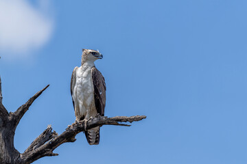 Martial eagle (Polemaetus bellicosus) juvenile looking for food en ready to fly away in Kruger...
