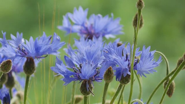 Beautiful blue cornflowers dance gracefully in a field, their delicate petals fluttering in the wind.