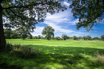 Wiesenlandschaft Schleswig-Holstein Sommer