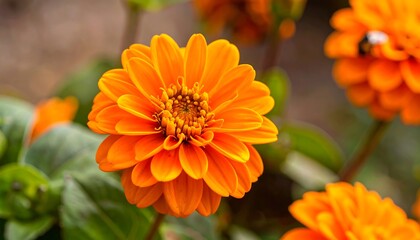 Close-up of a vibrant, orange dahlia flower in a garden setting, showcasing intricate details of its petals and center.