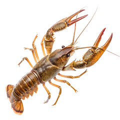 Yabby isolated on transparent background