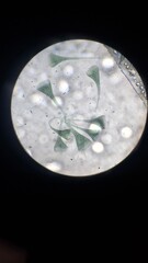 microorganisms under a microscope