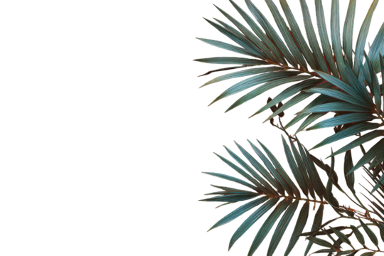 Teal palm fronds against black background