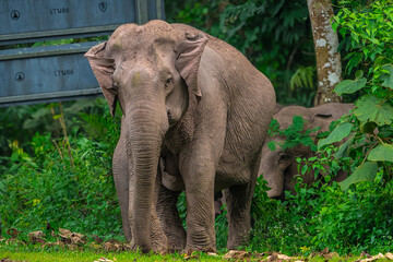 Naklejka premium Its body is gray, its snout is called the trunk. The trunk of the Asian elephant has only one beak. Nakhon Ratchasima, Thailand. 