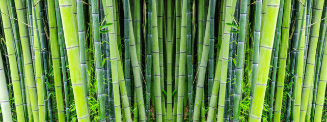 Bamboo trees growing in forest