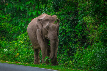 Fototapeta premium Its body is gray, its snout is called the trunk. The trunk of the Asian elephant has only one beak. Nakhon Ratchasima, Thailand. 