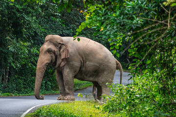 Fototapeta premium Its body is gray, its snout is called the trunk. The trunk of the Asian elephant has only one beak. Nakhon Ratchasima, Thailand. 