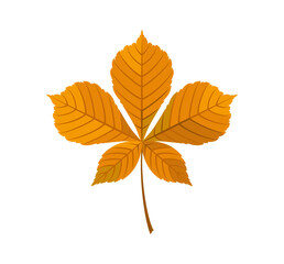 Autumn chestnut leaf isolated on white background. Vector cartoon flat illustration.