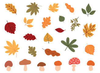 Colorful autumn set of leaves, mashrooms and acorns. Vector illustration clipart.
