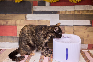A Playful Ginger Cat at a Water Fountain Captivates with Its Adorable and Curious Nature