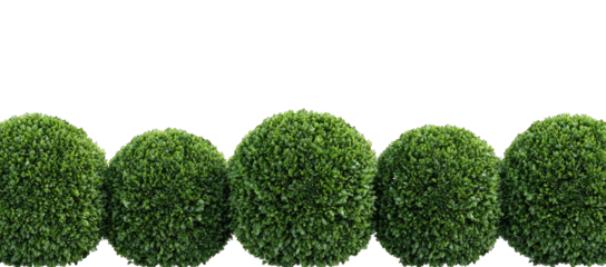 Row of rounded green shrubs