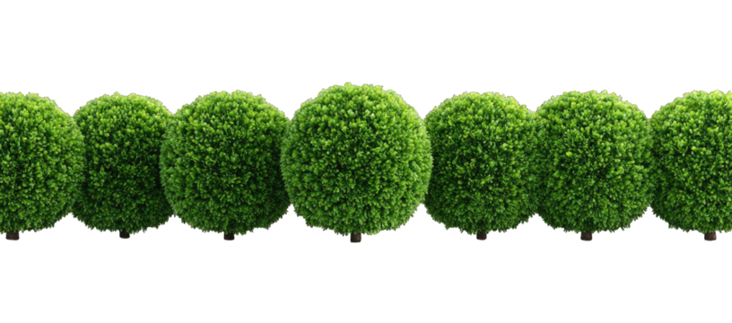Row of spherical, textured green topiaries