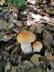 mushroom, mushrooms, forest, nature, autumn