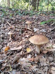 mushroom, mushrooms, forest, nature, autumn