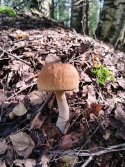 mushroom, mushrooms, forest, nature, autumn