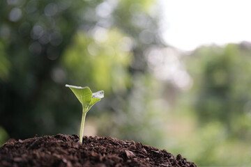 macro focus of a small autumn pumpkin sprout