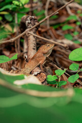 A brown lizard sitting on a tree branch surrounded by green leaves in the forest.