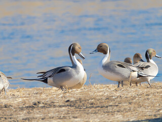 カモの集まる川