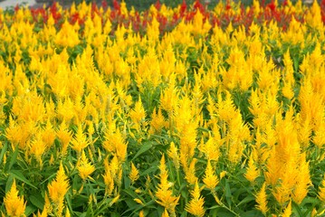 Colorful garden of celosia flowers in summer