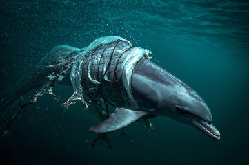 Marine Pollution: A Dolphin Suffers from Being Caught in Ocean Trash