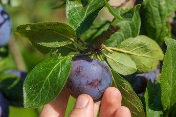 Plum harvest in a summer garden