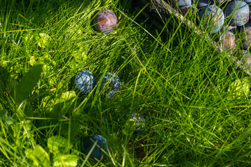 Plum harvest in a summer garden
