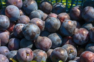 Plum harvest in a summer garden