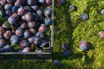 Plum harvest in a summer garden