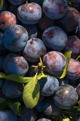 Plum harvest in a summer garden