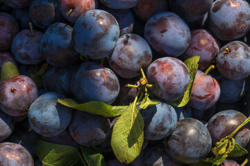 Plum harvest in a summer garden