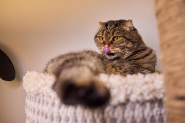 The calm cat is nestled in its cozy bed, enjoying restfulness and showing its beauty