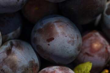 Plum harvest in a summer garden