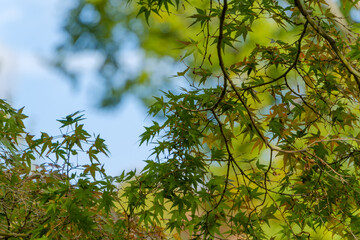 Fresh Green Maple Leaves with Blue Sky Background