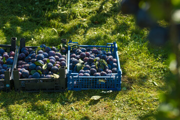 Plum harvest in a summer garden