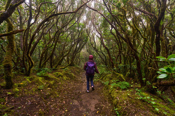 Fototapeta premium Walking on a forest trail