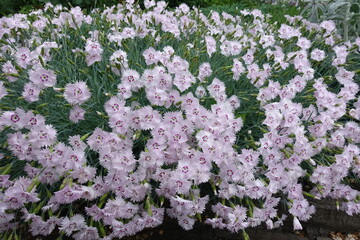 Abundant wet flowers of light pink Dianthus plumarius in June
