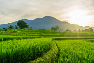 Fototapeta premium Scenic Aerial View of Paddy Fields with Mountain Horizon in Morning Light